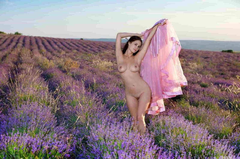 Lavender field