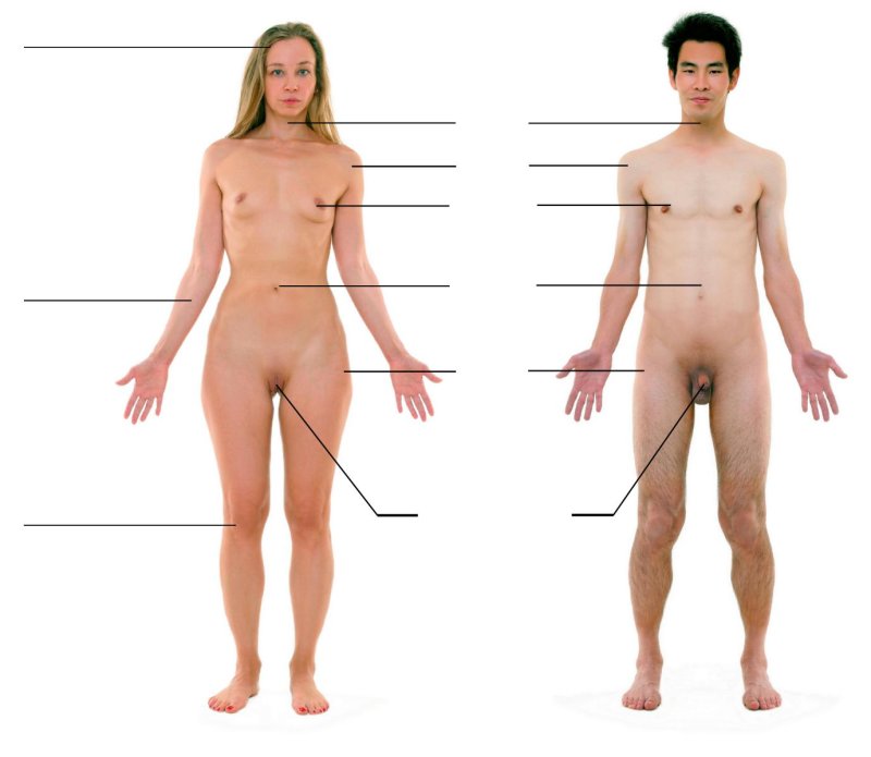 Genitals of men and women