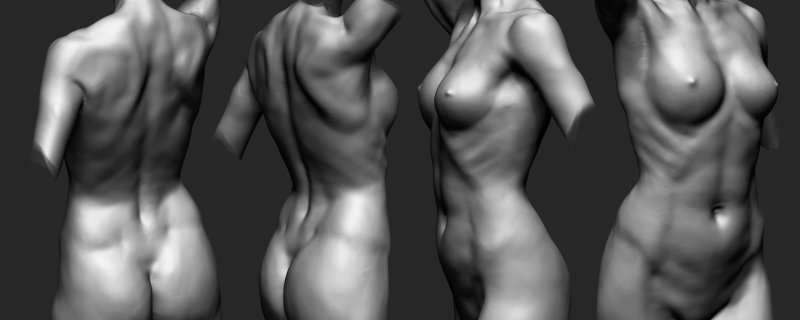 The bodies of a woman nude anatomy