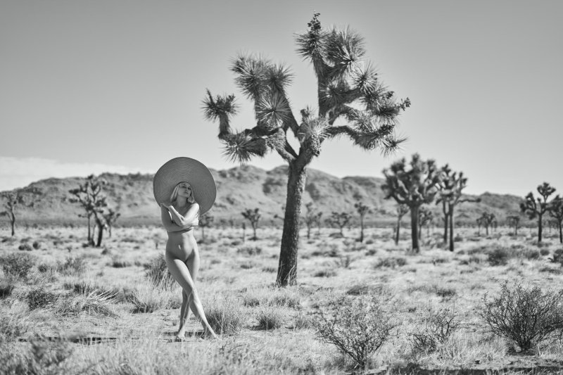 Joshua tree