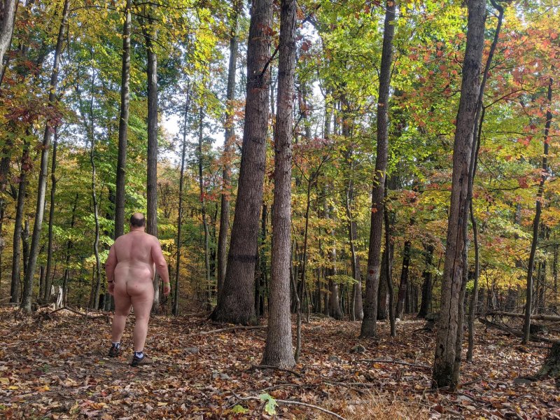 Forest autumn