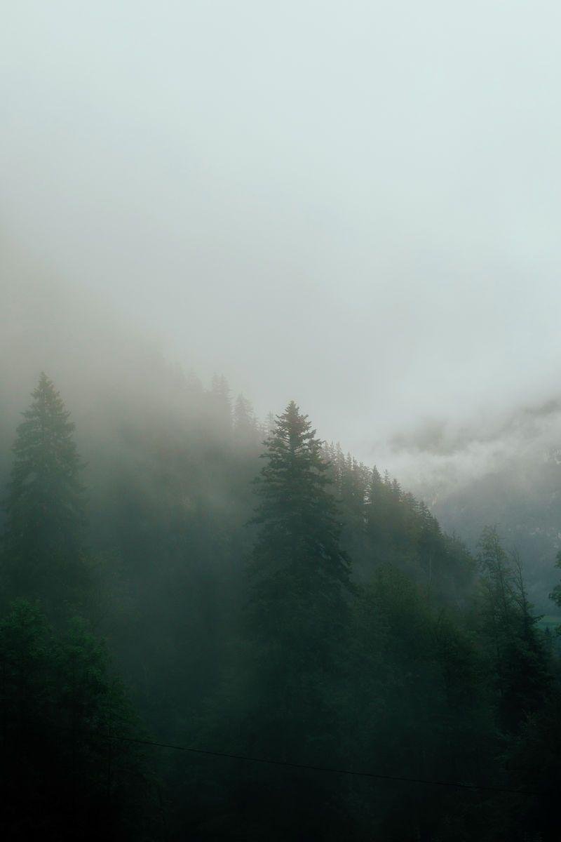 Forest in the fog