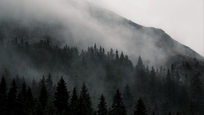 Forest fog
