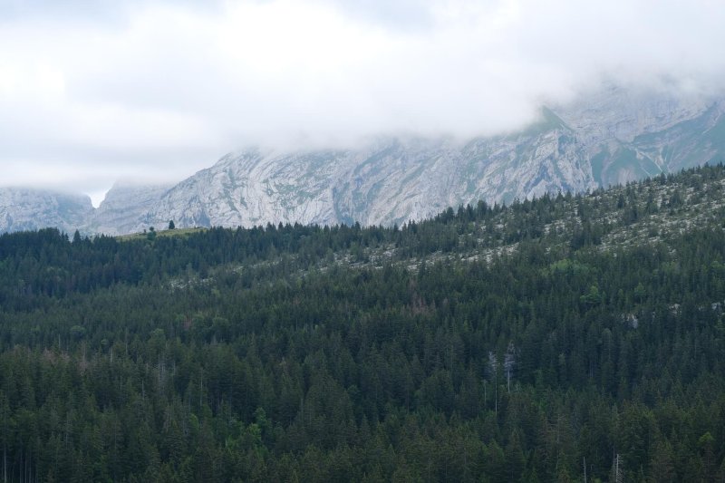 Mountains Forest