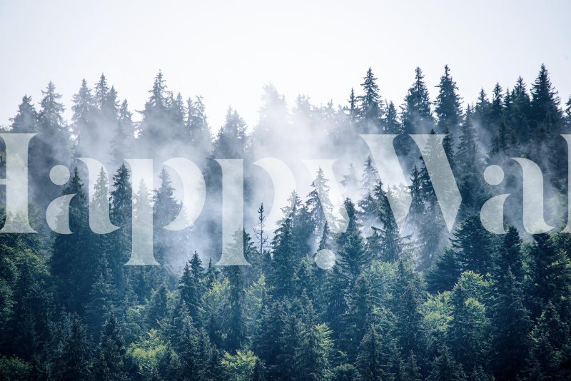 Foggy forests