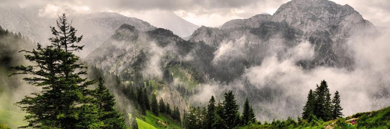 Forest Mount Fog