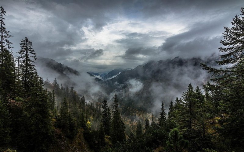 Forest Mount Fog