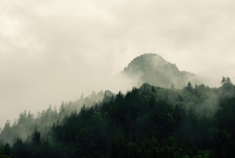 Mountains Forest
